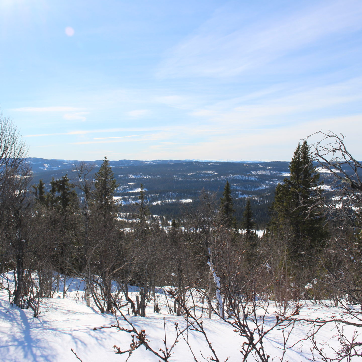 Bjønnberget